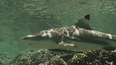 Blacktip Reef Shark swimming past camera.