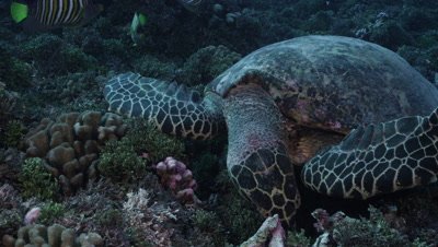 Close up of sea turtle feeding on reef