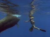 Pilot Whale Attack Clip #1.   Six Shot Minimum Purchase Required