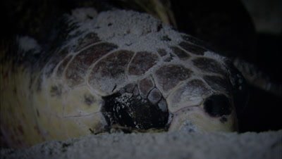 Loggerhead Turtle Digging Egg Pit