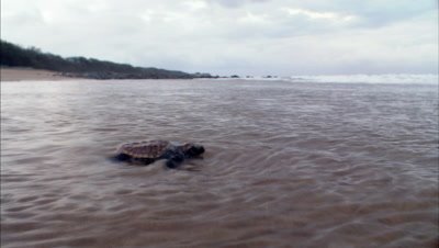 Loggerhead turtle hatchling entering the ocean