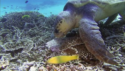 loggerhead turtle feeding on a clam