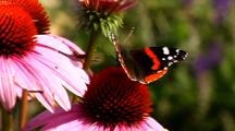 Butterfly American Snout On Bright Star Coneflower