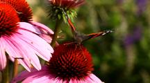 Butterfly American Snout On Bright Star Coneflower