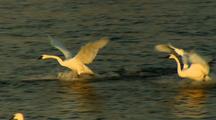 Trumpeter Swans Fly And Land On River