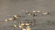 Cygnet And Adult Trumpeter Swans Land On River