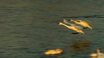 Pair Of Trumpeter Swans Land On Water In Unison