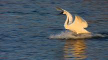 Trumpeter Swan Glides In For River Landing