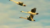 Trumpeter Swans In Flight 