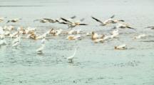 Pelicans Fly Into Wetland Pond Near Great White Egrets