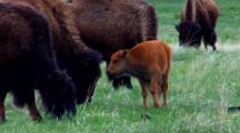 Bison Graze Around Calf
