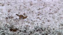 Coyote Eagerly Searches And Digs For Prey