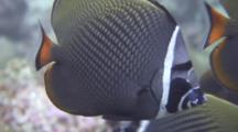 Collar Butterflyfish Close