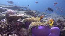Coralscape With Anemone Fish And Anemones