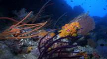 Reefscape With Orange Coral And Sea Fan