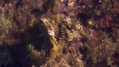Pacific seahorse on wall