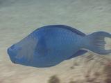Blue Parrotfish Close-Up