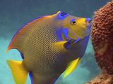 Queen Angelfish Swimming And Feeding