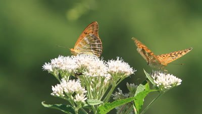 Butterfly Royalty Free Stock Footage