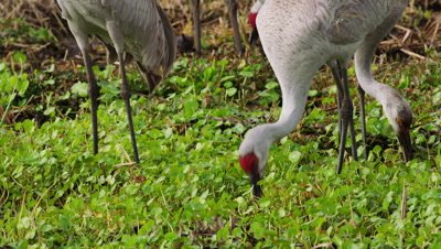 Greater Sandhill Cranes foraging and feeding at Alachua Sink