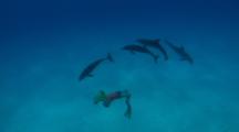 People and Dolphins Stock Footage