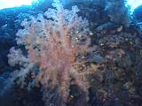 Soft Coral With Humbug Fish Feeding