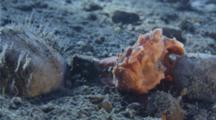 A Painted Frogfish Waves Its Illicium Attracting And Preying On A Crustacean 