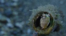 Variable Fangblenny Hides Inside Its Coral Burrow