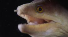 Finespeckled Moray Eel Opens And Closes Mouth