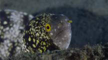 A Snowflake Moray Eel Rests On The Edge Of A Reef.