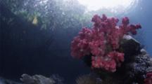 Soft Coral Growing In The Shallow Roots Of Blue Water Mangroves