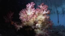  Soft Coral Growing In The Shallow Roots Of Blue Water Mangroves