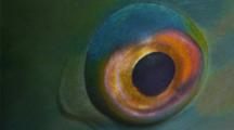 A Parrotfish's Eye