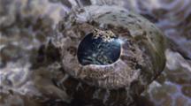 A Resting  Crocodile Flathead Fish 's Eyeball