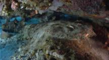 Spotted Wobbegong Shark Rests Under A Coral Ledge