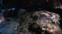 Spotted Wobbegong Shark Rests Under A Coral Ledge