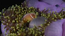 Pink Anemone Fish In Anemone