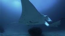 Giant Manta Glides Close To The Bottom Of A Cleaning Station
