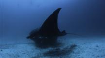 Giant Manta Glides Close To The Bottom Of A Cleaning Station