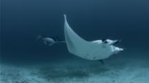 Giant Manta Gather And Chase Close To The Bottom Of A Cleaning Station