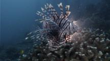 Indian Lionfish Hovering And Hunting Close To A Reef