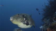 A Map Puffer Hovers In A Strong Current Close To A Tropical Reef