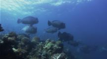 Bumphead Parrotfish School In A Current Close To A Reef
