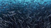 A Large School Of Convict Blennies Gathered To Spawn On A Deep Reef.