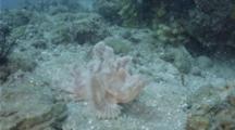 Paddle-Flap Scorpionfish Wades In The Current Patiently Waiting For Prey.