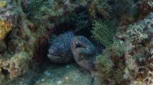 Giant Moray In A Shallow Cavern On A Sandy Bottom