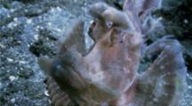 Paddle-Flap Scorpionfish Wades In The Current Patiently Waiting For Prey.