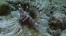 Spotfin Lionfish Hunting On The Bottom Of A Reef