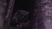 A Tarsier Monkey Rests Inside A Fig Tree Burrow Just Before Sunrise