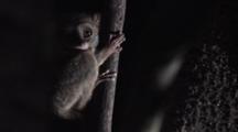 A Tarsier Monkey Rest Inside A Fig Tree Burrow Just Before Sunrise